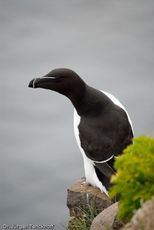 Tordalk (11 von 11).jpg